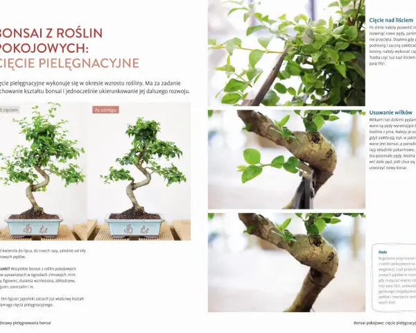 Jak zrobić drzewko bonsai? Przycinanie pędów, usuwanie wilków i formowanie korony to kluczowe etapy pielęgnacji.