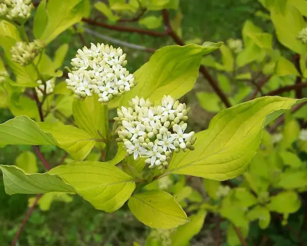 En olvon buske med kluster av små vita blommor och ljusgröna blad.