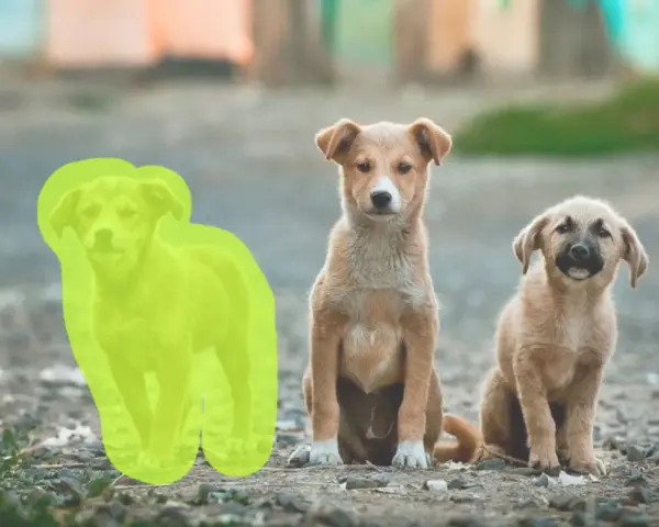 Trzy szczenięta siedzą na ziemi. Jedno z nich jest zaznaczone zielonym obrysem, jakby przygotowywano je do wycinania obrazu.