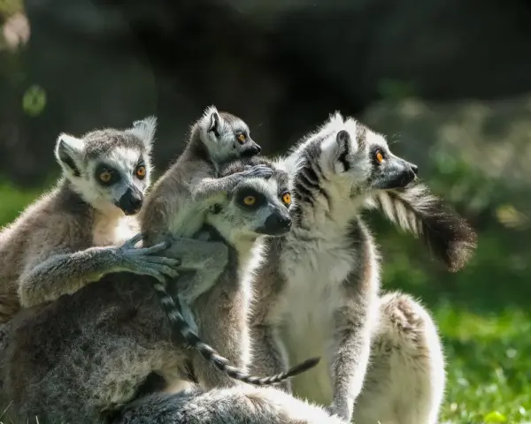 Rodzina lemurów wesoło bawi się w lemur park rumia.