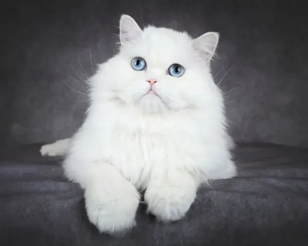 Piękny kot albinos z niebieskimi oczami, siedzący na ciemnoszarym tle.