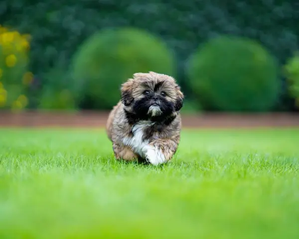 Shih tzu szczeniak: Wychowanie, pielęgnacja i zdrowie. Kompletny poradnik