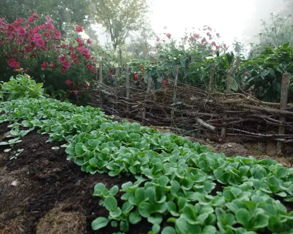 Rader av späda plantor för vintersallad odla i en dimmig trädgård. Bakom syns en flätad trädstam och rosa blommor.