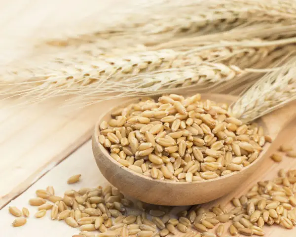 Drewniana łyżka pełna ziaren kaszy jęczmiennej, obok kłosy pszenicy. Sprawdź, ile kasza jęczmienna ma kcal.