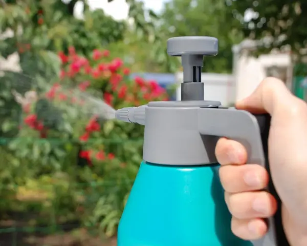 Mano sujetando un pulverizador azul y gris, rociando agua sobre un arbusto con flores rojas. Se puede fumigar en floración para proteger las plantas.