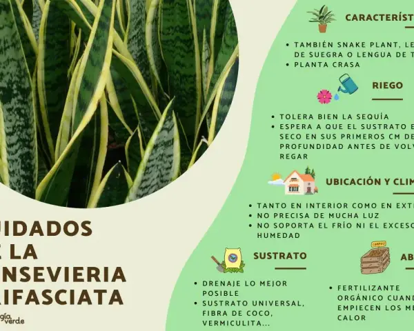 Guía de cuidados de la lengua de suegra: riego, sustrato, ubicación y abono para esta planta resistente.