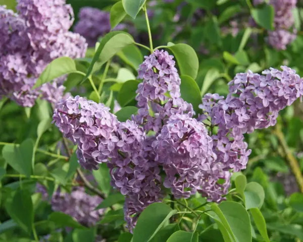 Zarte lila Blütenrispen des Flieders, ideal, um den Duft im Garten zu vermehren.