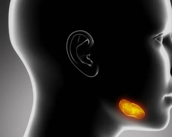 Anatomical rendering of a human head profile, highlighting the submandibular glands in a glowing orange hue.