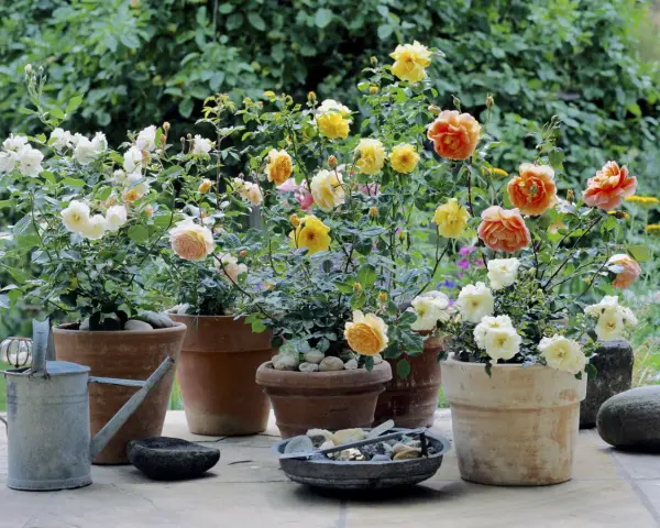 Blühende Rosen im Garten, in verschiedenen Töpfen arrangiert. Zarte Pfirsich-, Gelb- und Cremetöne erfreuen das Auge.