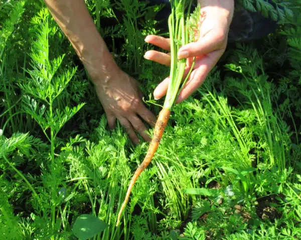 Mani che raccolgono una carota fresca dal campo, un momento perfetto quando si raccolgono le carote.