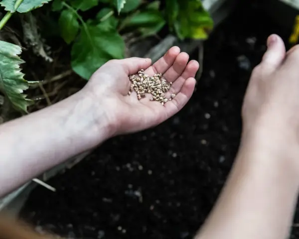Händer håller frön redo att planteras i jorden, en perfekt aktivitet så i maj.