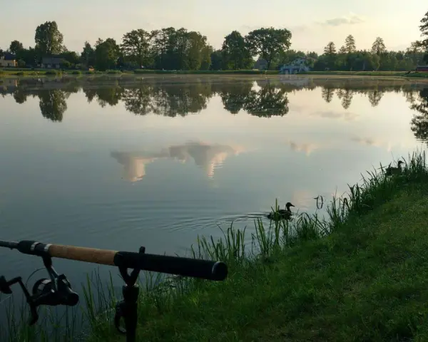 Spokojny poranek nad jeziorem Przeczyckim. Wędka czeka na branie, a kaczki pływają po tafli wody.
