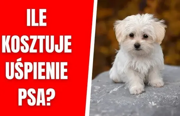 Ile kosztuje uśpienie psa u weterynarza? Ceny i ważne informacje