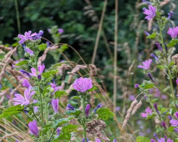 Des fleurs mauve délicates s'épanouissent parmi les herbes sèches, leurs pétales fins capturant la lumière.