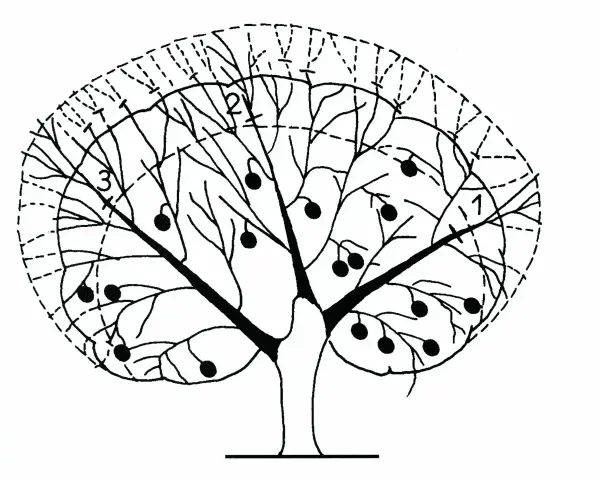 Schema di un albero di agrumi con frutti e indicazioni per la potatura. Il periodo ideale per la potatura agrumi è fondamentale per la salute della pianta.