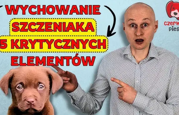Jak wychować szczeniaka? Kompletny poradnik krok po kroku!
