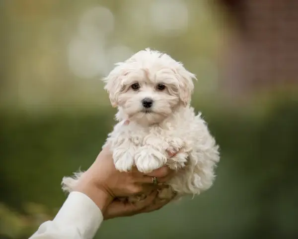 Maltipoo włosy czy sierść – poznaj prawdę o ich pielęgnacji