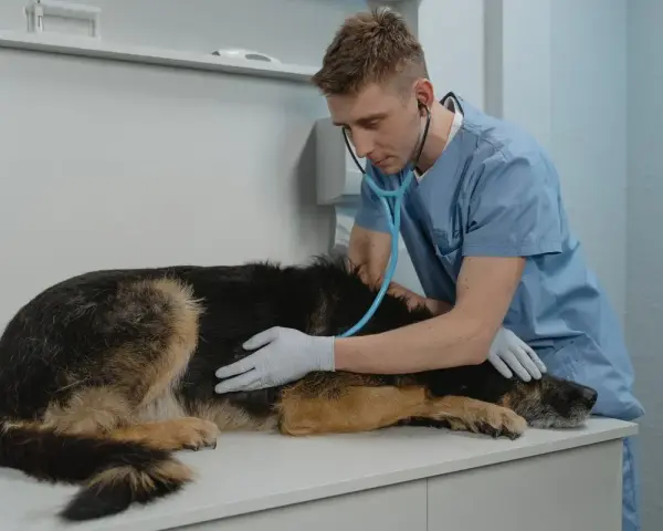 Weterynarz bada owczarka niemieckiego, którego twardy brzuch budzi niepokój.