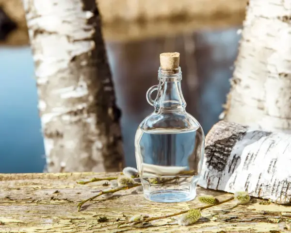 Bouteille de sève de bouleau sur un tronc d'arbre, avec des chatons. La sève de bouleau est réputée pour ses propriétés, parfois comparées à un anticoagulant naturel.