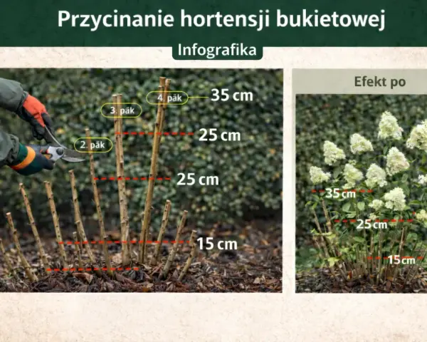 Przycinanie hortensji na pniu. Pokazano, jak przyciąć pędy do 15-35 cm nad ziemią, by uzyskać bujne kwitnienie.