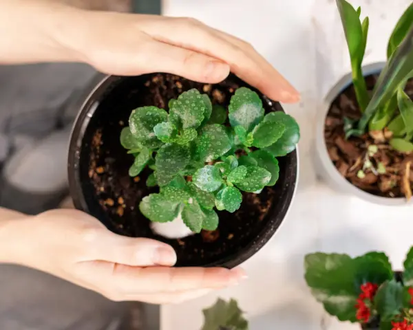 Zielone liście kalanchoe, pokryte kropelkami wody, czekają na ponowne kwitnienie.