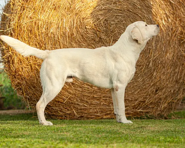 Biały labrador stoi przed belą siana. Dorosły labrador waży zazwyczaj od 25 do 36 kg.