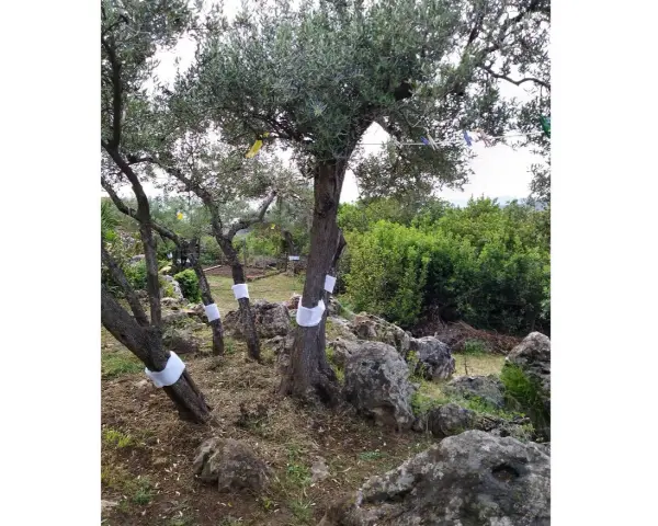 Ulivi con fasce bianche sui tronchi, forse per proteggerli da parassiti o come parte di oziorrinco rimedi naturali.