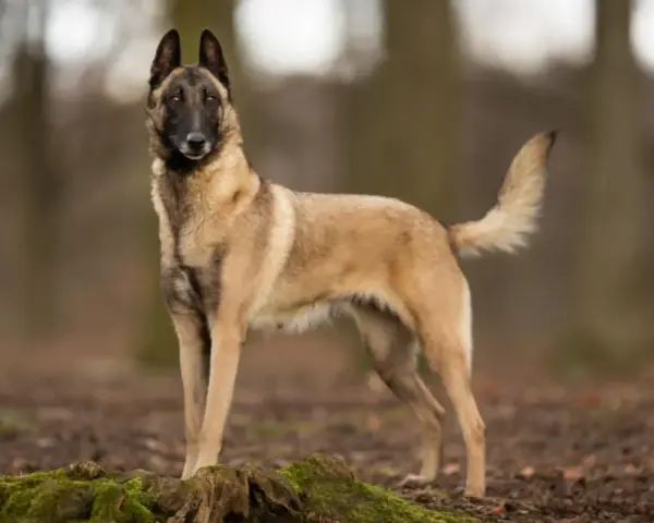 Un magnifique chien malinois, au pelage fauve et au masque noir, se tient fièrement dans une forêt automnale.