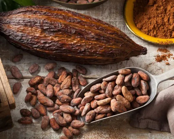 Kakao gesund: Kakaobohnen in Holzkiste, auf Löffel und verstreut, daneben eine Kakaofrucht und Kakaopulver.