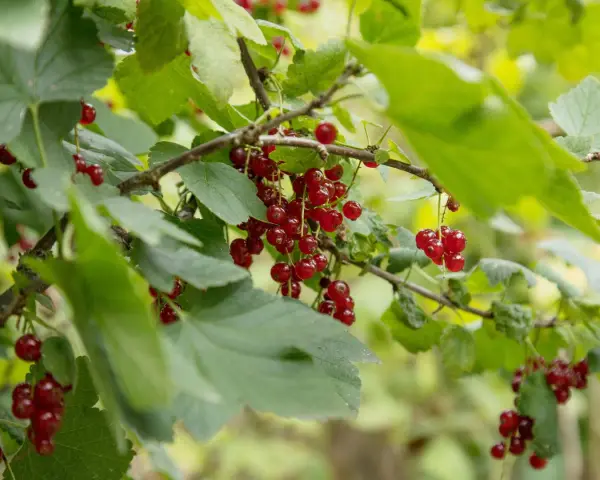Reife Johannisbeeren hängen an Zweigen. Diese kleinen roten Früchte sind nicht nur lecker, sondern auch sehr gesund.