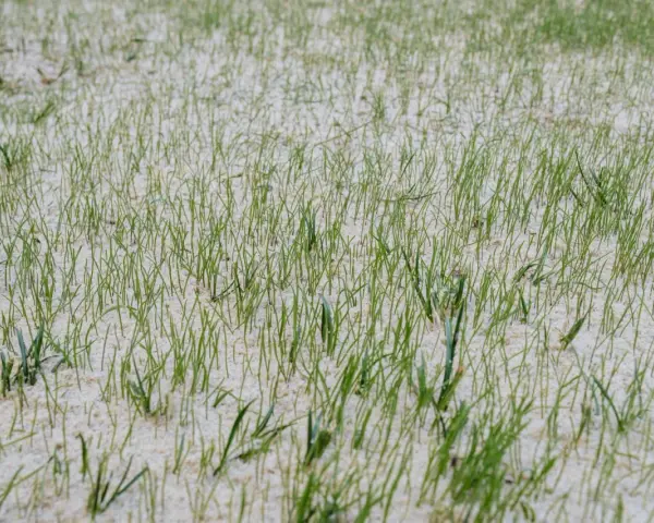 Frisch gesäter Rasen mit feinen grünen Halmen, die aus hellem Sand ragen. Ein Zeichen für neues Leben im Herbst.