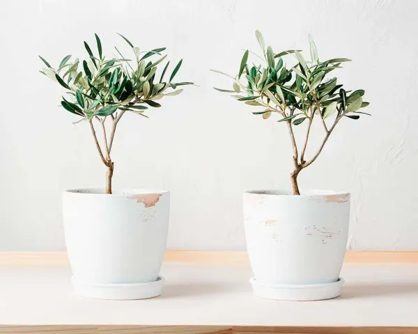 Dos olivos jóvenes en macetas blancas, ideales para aprender como cuidar un olivo en maceta.