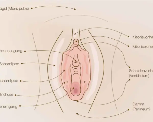 Anatomische Darstellung der weiblichen Genitalien, mit Beschriftungen wie Klitoris, Schamlippen und Scheide. Wichtig für das Verständnis der Entwicklung von kleinkind kinder scheiden.