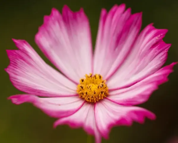 Una delicada flor de octubre, con pétalos rosados y blancos que se abren hacia un centro amarillo vibrante.