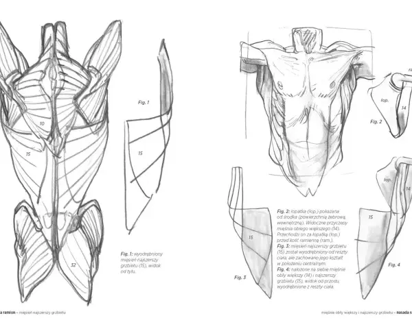Anatomia mięśni: jak narysować nogi i plecy. Rysunki przedstawiają mięśnie grzbietu, łopatki i ramion.