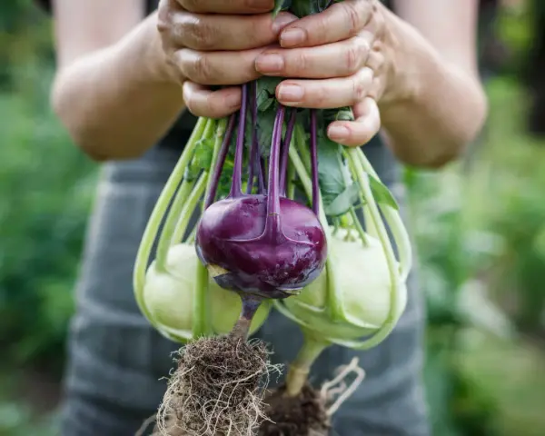 Hände halten frisch geernteten Kohlrabi mit Wurzeln. Ein lila Kohlrabi sticht hervor, umgeben von hellgrünen Exemplaren.