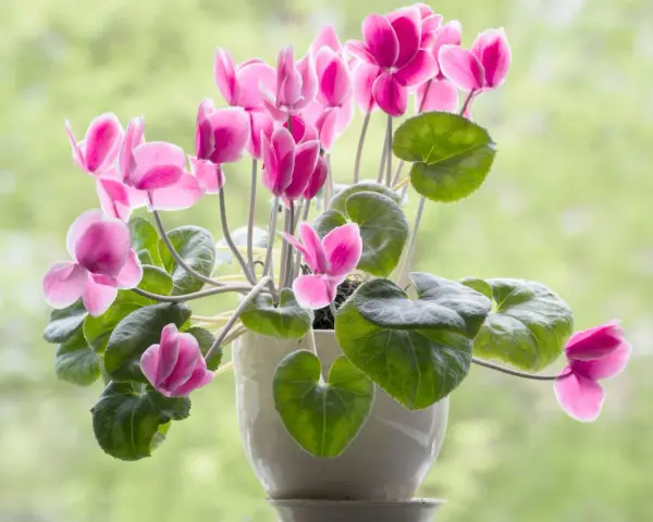 Un macizo de flores rosadas de ciclamen, un ejemplo de hermosos tipos de flores, florece en una maceta blanca contra un fondo verde desenfocado.