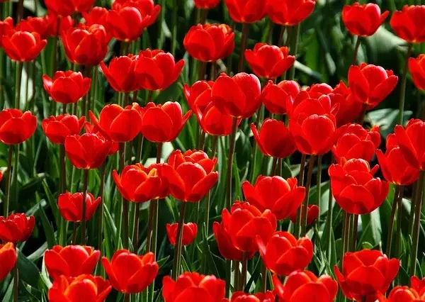 Kiedy jest sezon na tulipany? Odkryj najlepszy czas na kwitnienie