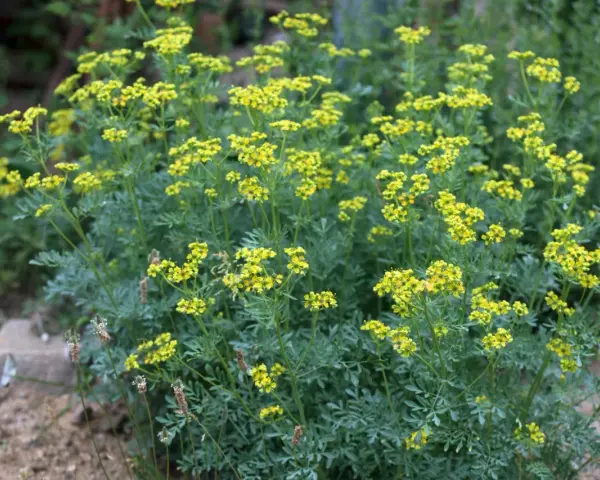Ein Busch mit kleinen gelben Blüten und blaugrünen Blättern. Vielleicht inspiriert er zu neuen weinraute rezepten.