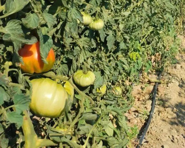 Tomates verdes y uno anaranjado en una planta. Una araña roja se esconde entre las hojas, esperando su próxima comida.