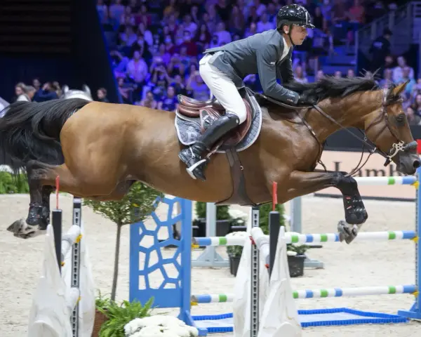 Cavalier et cheval brun en plein saut d'obstacles lors d'un événement CSI 5*.