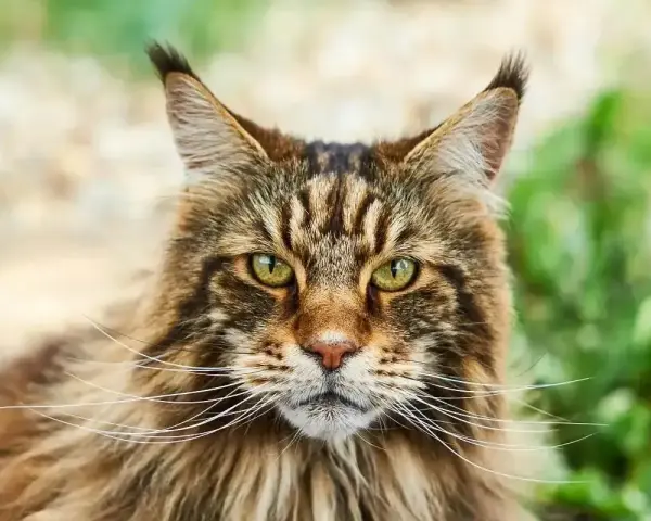 Majestatyczny kot rasy Maine Coon o zielonych oczach i bujnej sierści, z charakterystycznymi pędzelkami na uszach, spogląda prosto w obiektyw.