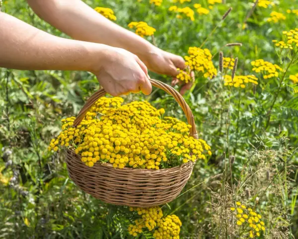 Hände pflücken gelbe Blüten für einen Korb. Diese Pflanzen, wie Rainfarn, sind bekannt dafür, welche Pflanzen vertreiben Zecken.