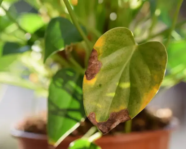 Liść anturium z brązowymi plamami i żółknącymi brzegami, oznaki chorób.