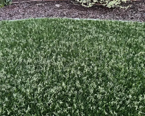 Grüner Rasen mit vielen kleinen weißen Blüten. Poa supina nachteile: diese Blüten können das Rasenbild stören.