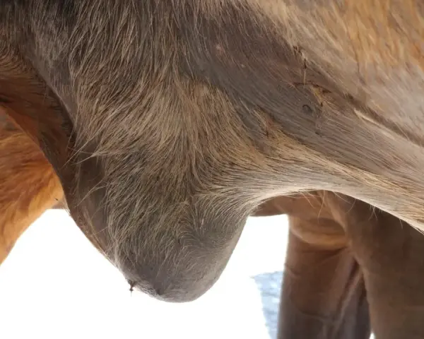 Gros plan sur le ventre d'un cheval, montrant un œdème abdominal. La peau est tendue et gonflée, signe d'une accumulation de liquide.