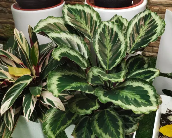 Calathea con hojas verdes y blancas, ideal para interiores. Sus cuidados son sencillos si se le da luz indirecta y humedad.