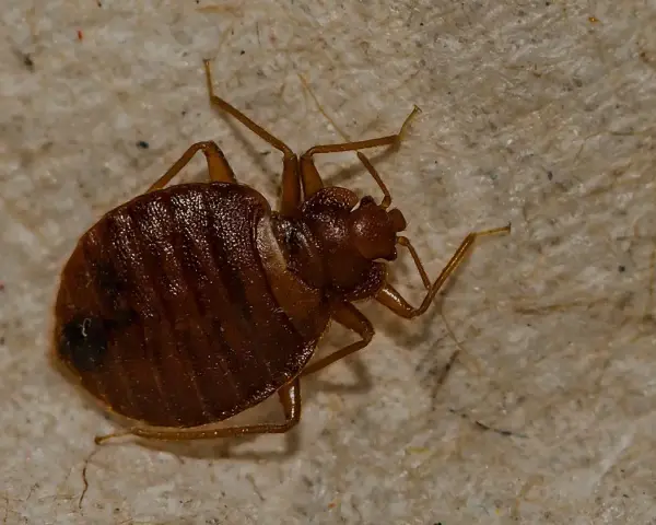 Un primer plano muestra cómo aparecen las chinches, con su cuerpo marrón y segmentado y sus patas delgadas sobre una superficie texturizada.