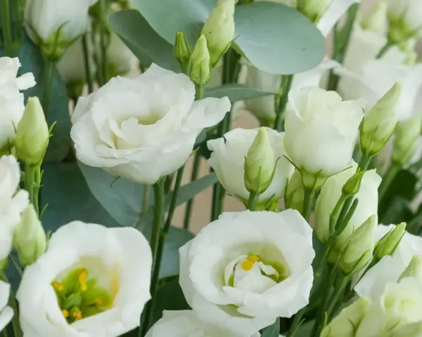Un ramo de lisianthus blancos, símbolo de gratitud y aprecio. Sus pétalos delicados y capullos verdes evocan pureza y esperanza.