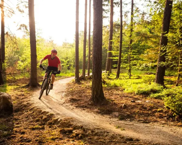 A person on a mountain bike navigates a sun-dappled forest trail, perfect for mountain biking for beginners.